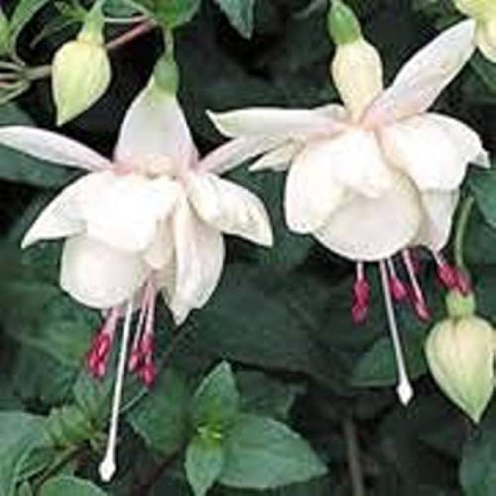 Fuchsia Seeds for Planting Fuchsia spp. for hanging baskets and flower beds