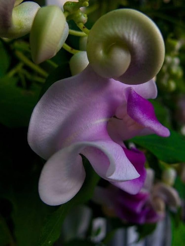 Corkscrew Flower Seeds for Planting Vigna caracalla for ornamental gardens and flower beds