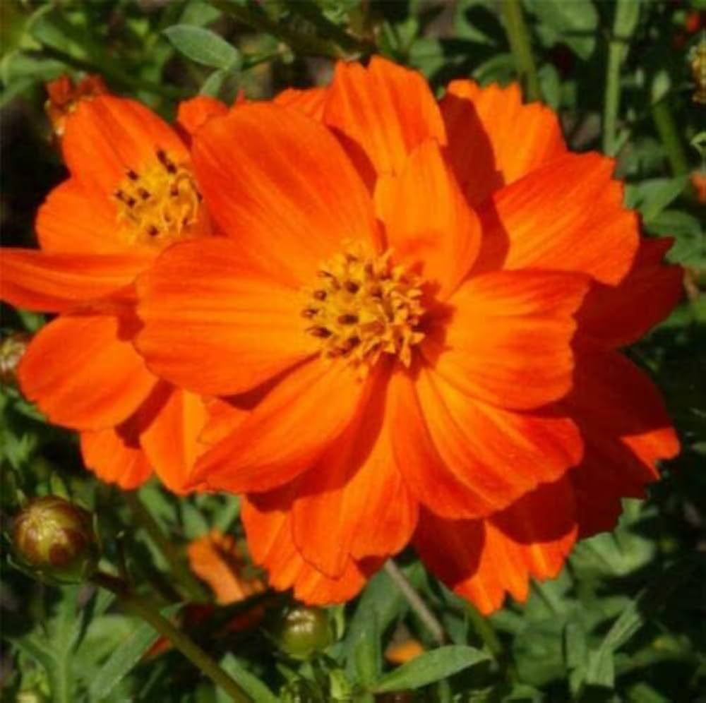 Cosmos Sulphureus Seeds for Planting - Ideal for Flower Bed & Urban Garden
