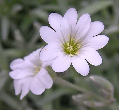 Chickweed Plant Stellaria media Seeds for Planting in Herb Garden & Urban Garden - Evergrowseeds