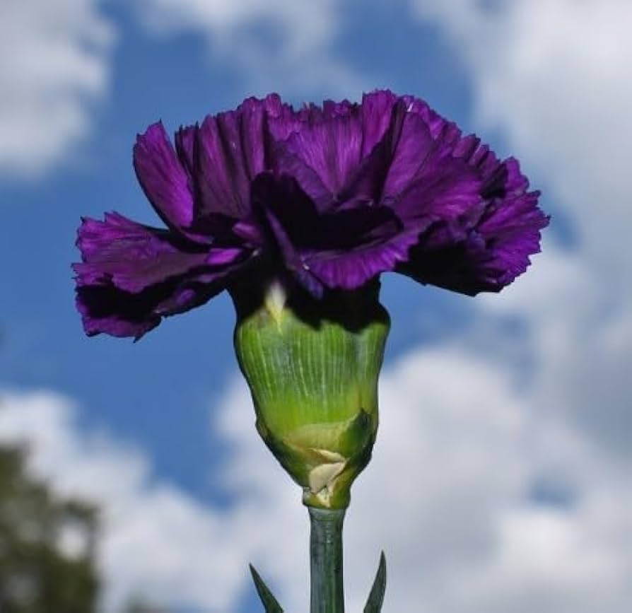Black Carnation Dianthus caryophyllus King of Blacks Seeds for Planting flower border cut flowers