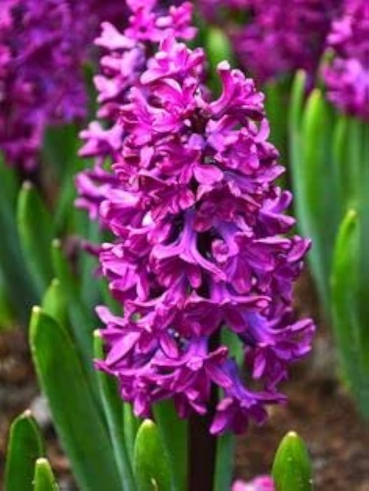 Burgundy Hyacinth Flower seeds for Planting - Cottage Garden Essential, Heirloom & GMO Free Seeds for Home Garden