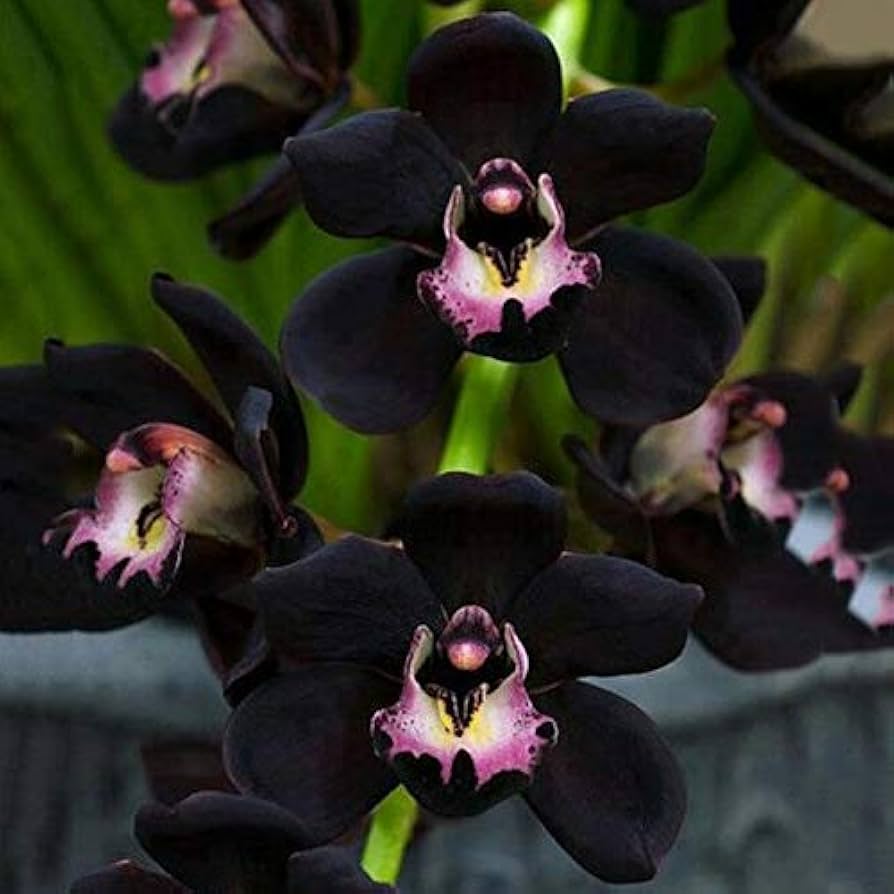 Samen Orchidee Flower seeds for Planting - Hardy Variety, Heirloom & GMO Free Seeds for Home Garden