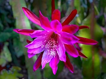 Pink Epiphyllum Oxypetalum Flower seeds for Planting - Garden Favorite, Heirloom & GMO Free Seeds for Home Garden
 
 Sale for planting in home garden.