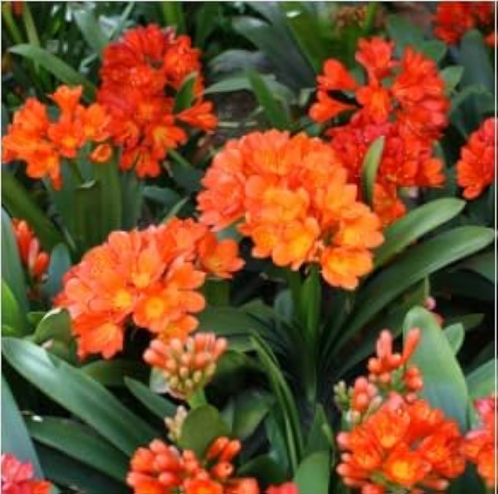 Evergrowseeds orange Clivia miniata flower seeds for planting in tropical gardens, shown in a pack of 20 seeds.