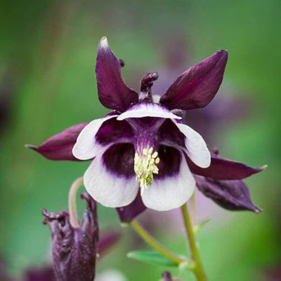 William Guinness Columbine European Wildflower Seeds for Planting garden
