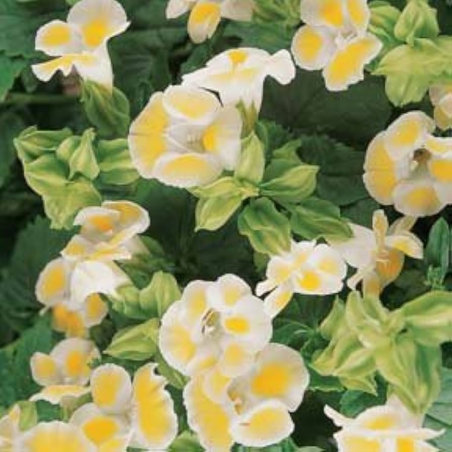 Torenia Semi Kauai Lemon Drop Seeds