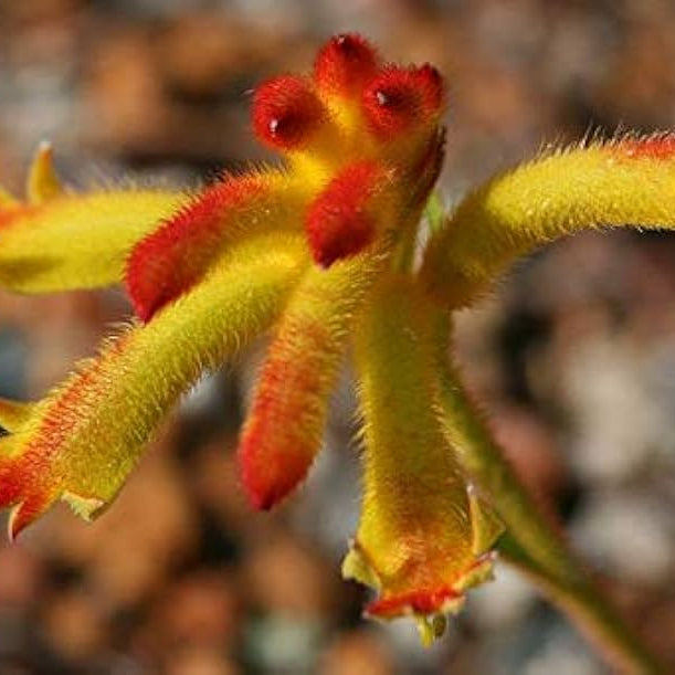 Anigozanthos Humilis Kangaroo Paw Flower Seeds for Easy Planting