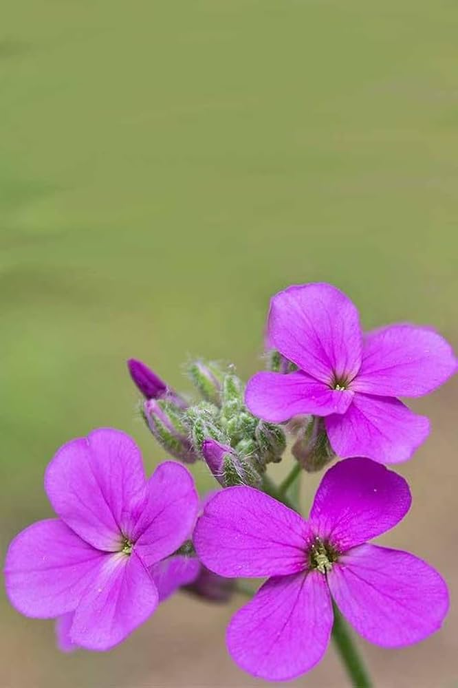 Dame's Rocket Hesperis matronalis Seeds for Planting in Flower Bed
