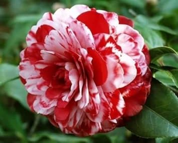 Camellia Red White Flower seeds for Planting - Seasonal Bloomer, Heirloom & GMO Free Seeds for Home Garden
 
 Sale for planting in home garden.