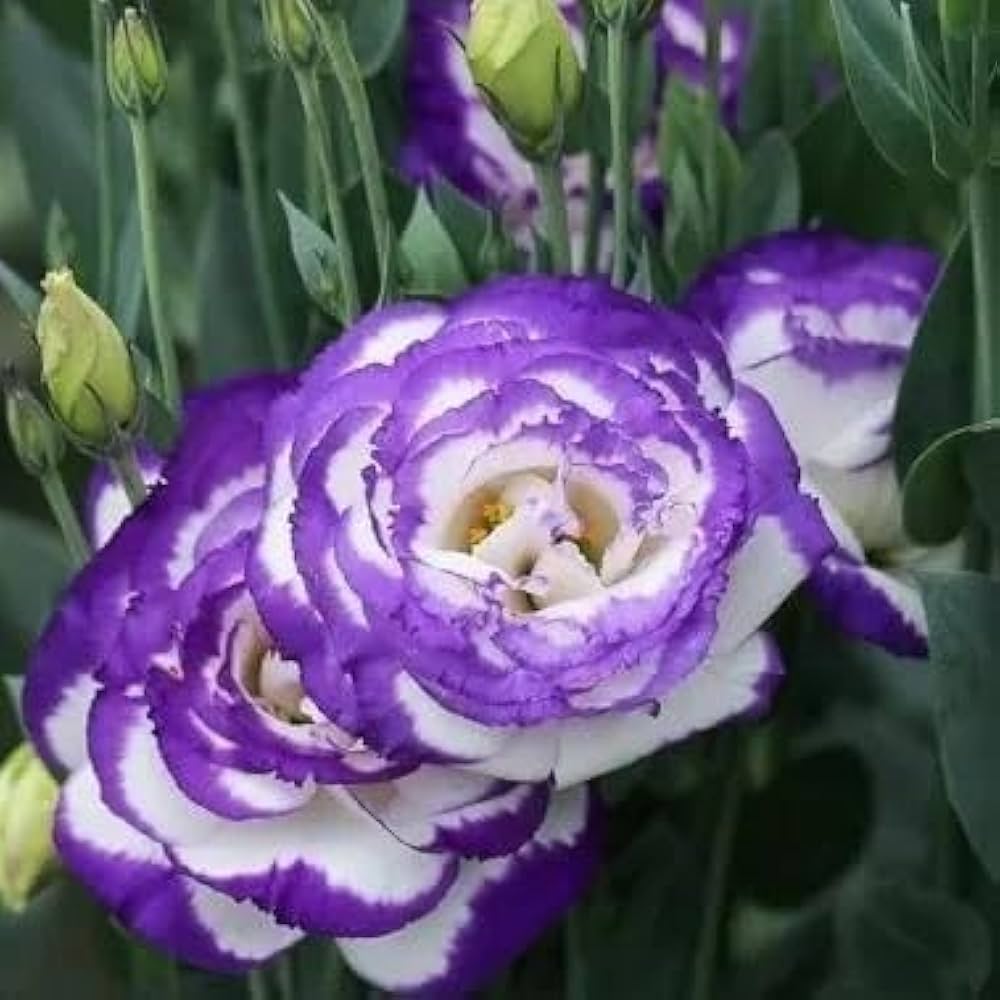 Blue and White Eustoma Flower Seeds for Planting
