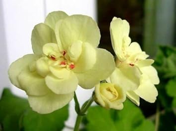 Geranium Flower seeds for Planting - Wildflower Mix, Heirloom & GMO Free Seeds for Home Garden
 
 Sale for planting in home garden.