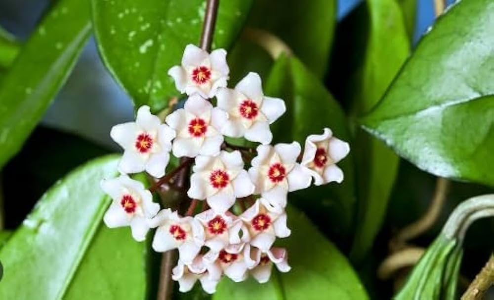 Evergrowseeds Hoya Orchid flower seeds for indoor gardening, showcasing 20 vibrant Hoya spp. seeds in a clear container.