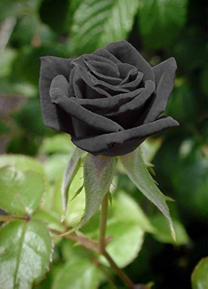 Dark Grey Rose Flower Seeds for Planting Wildflower Mix Heirloom & GMO Free Seeds for Home Garden
 
 Sale