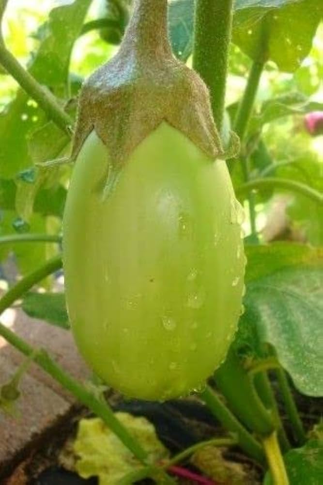 Frame Boaling Seeds – High-Quality Flowers for Landscaping (4G / 50)
