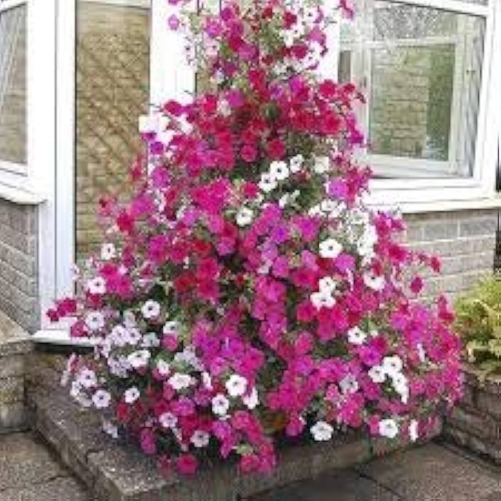 Climbing Petunia Petunia spp. Seeds for Planting in Vertical Garden