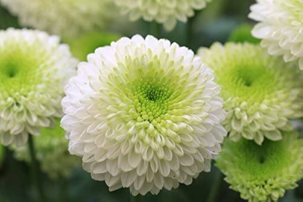 White Green Chrysanthemum Flower seeds for Planting - Vibrant Colors, Heirloom & GMO Free Seeds for Home Garden