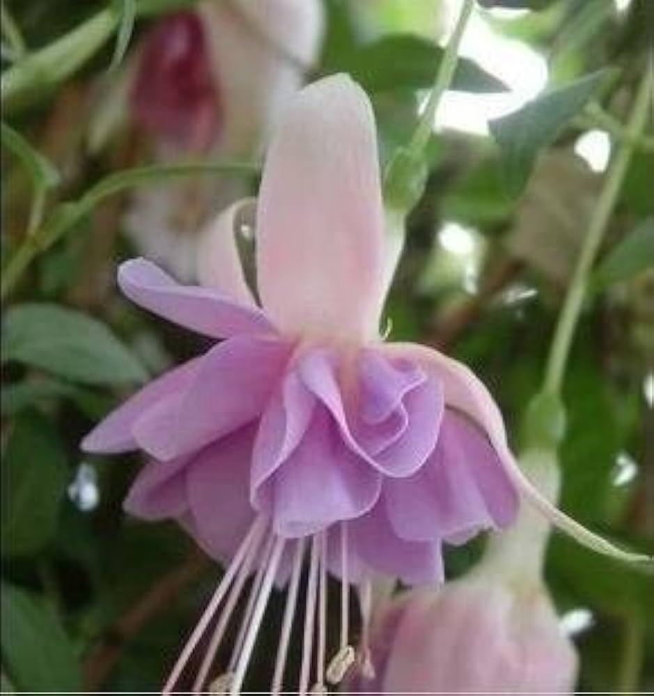 Fuchsia Seeds for Planting Fuchsia spp. for hanging baskets and flower beds