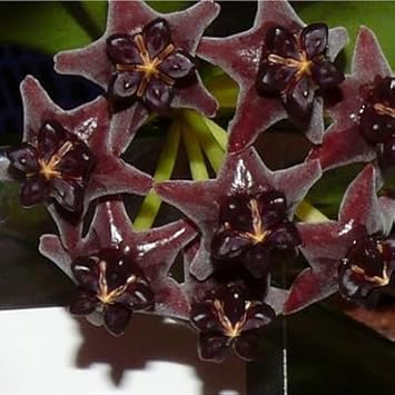 Black (Black Hoya) seeds for planting in home garden