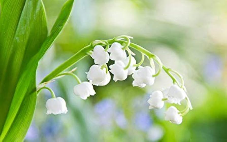 Bell Orchid Flower seeds for Planting - Shade Tolerant, Heirloom & GMO Free Seeds for Home Garden