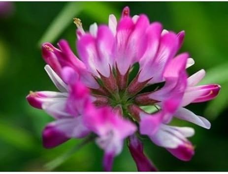 Pink Astragalus Sinicus Flower seeds for Planting - Wildflower Mix, Heirloom & GMO Free Seeds for Home Garden
 
 Sale seeds for planting in home garden