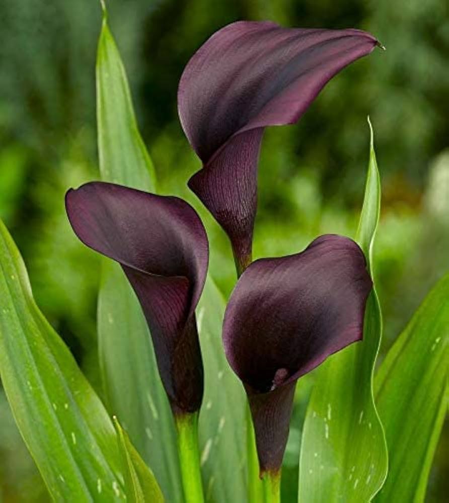 Black Calla Flower seeds for Planting - Pollinator Friendly, Heirloom & GMO Free Seeds for Home Garden