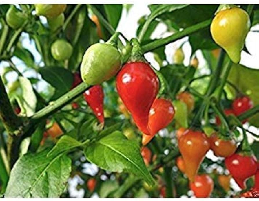 Mad Hatter Pepper Capsicum annuum Seeds for Planting in Vegetable Garden