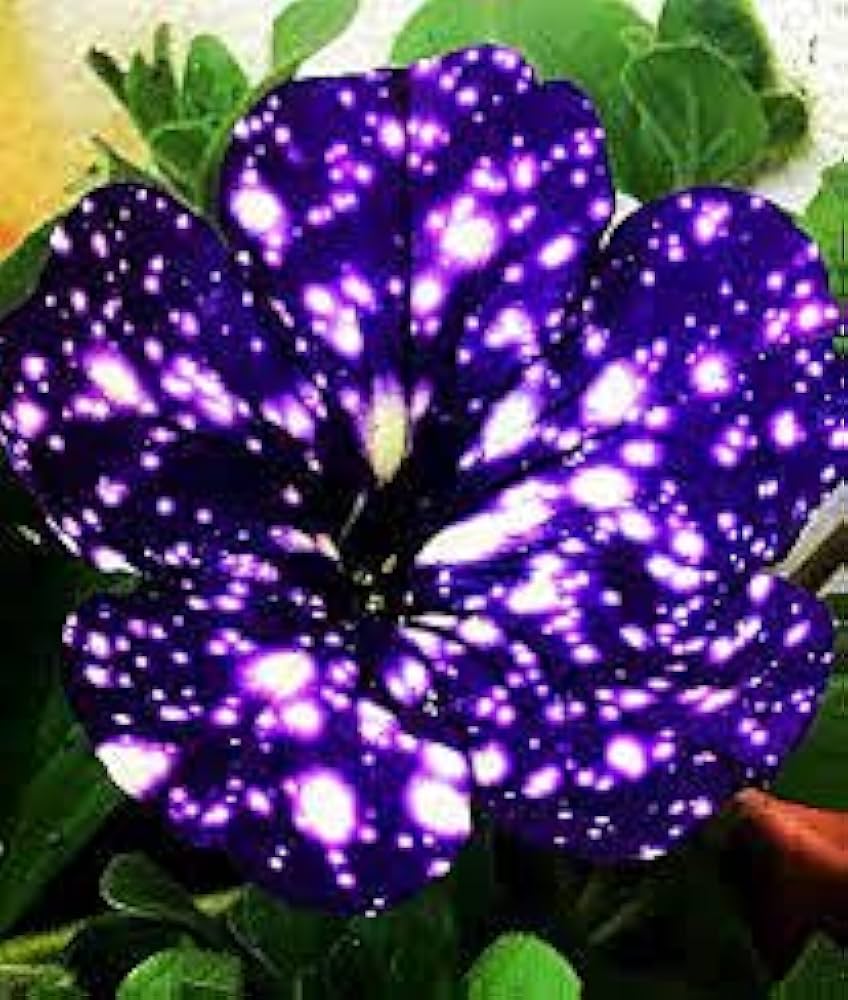 Rare Petunia Petunia spp. Seeds for Planting - Ideal for Flower Bed & Urban Garden
