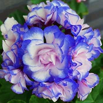 Double Mixed Petals Narcissus Daffodil Flower Seeds for Planting Hardy Variety Heirloom & GMO Free Seeds for Home Garden
 
 Sale for planting in home garden