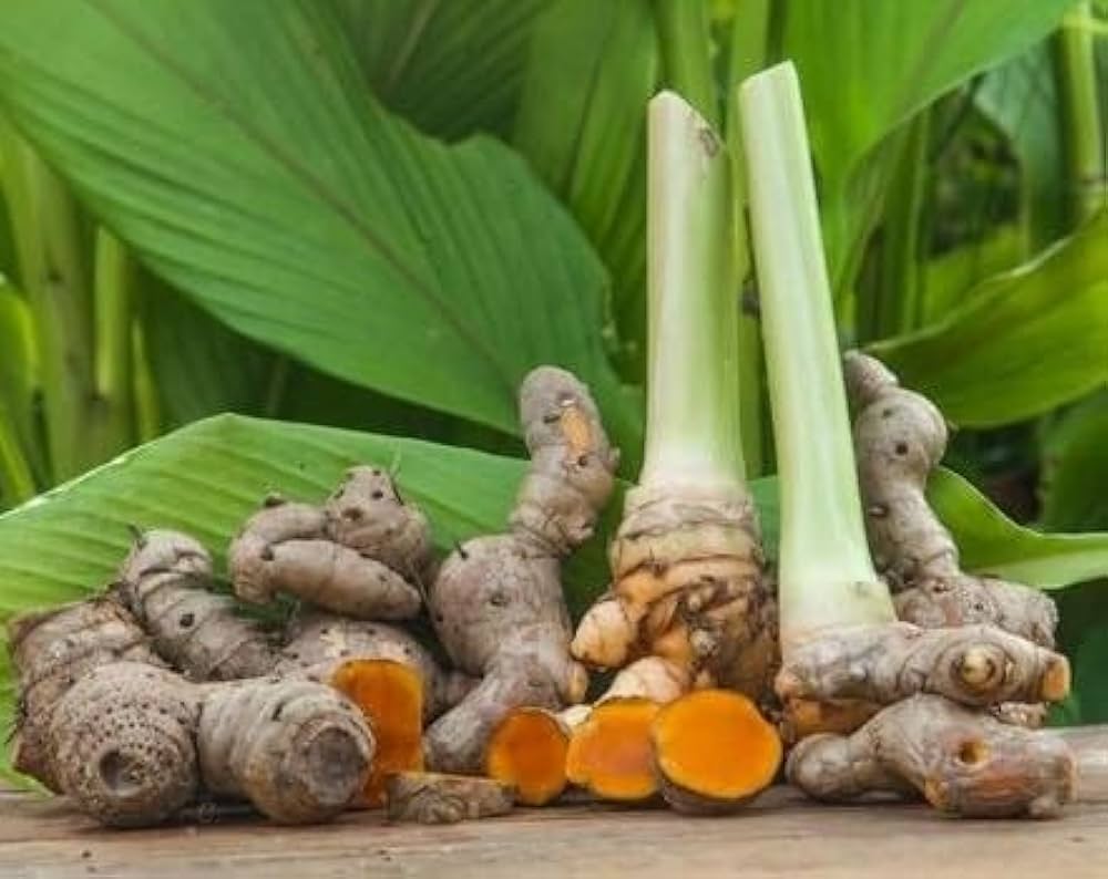 Curcuma Longa Seeds for Planting - Mixed Varieties