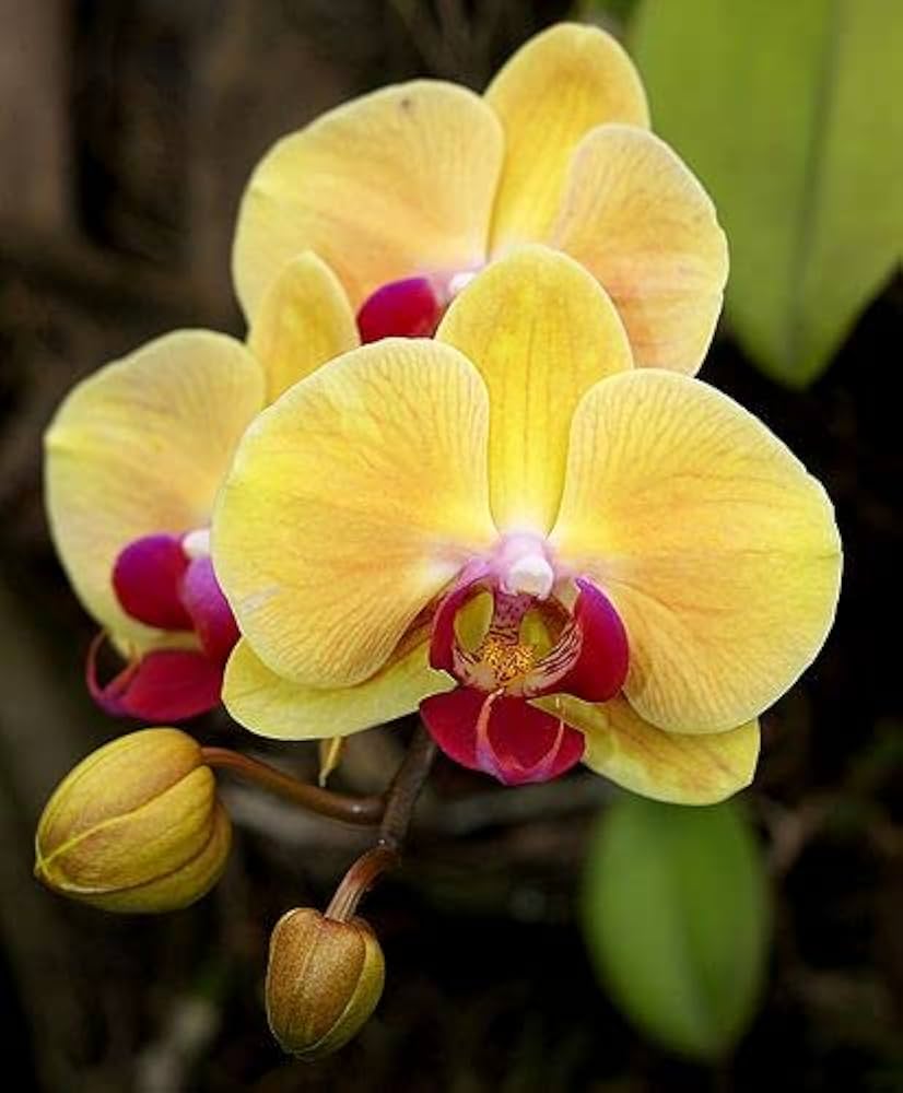 Yellow Phalaenopsis Flower seeds for Planting - Garden Favorite, Heirloom & GMO Free Seeds for Home Garden