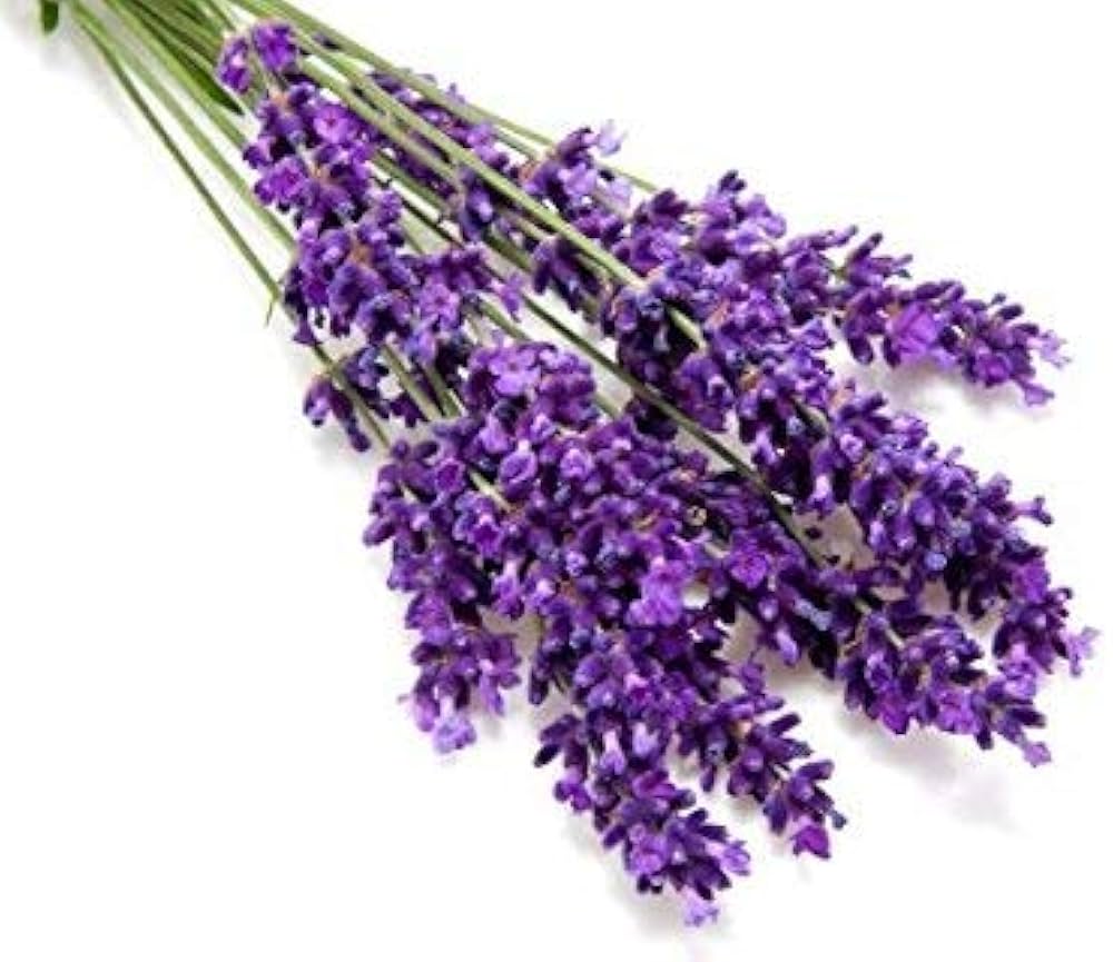 Lavender Seeds for Planting Lavandula Angustifolia flower bed aromatic garden