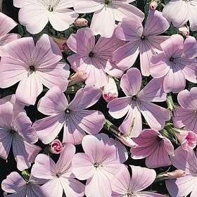 Agrostemma Githago Pink Seeds for Bright Pink Flowers