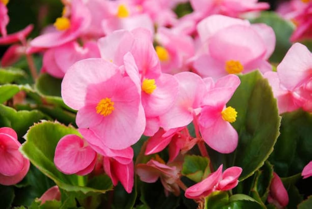 Light Pink Begonia Flower seeds for Planting - Easy to Grow, Heirloom & GMO Free Seeds for Home Garden
 
 Sale seeds for planting in home garden