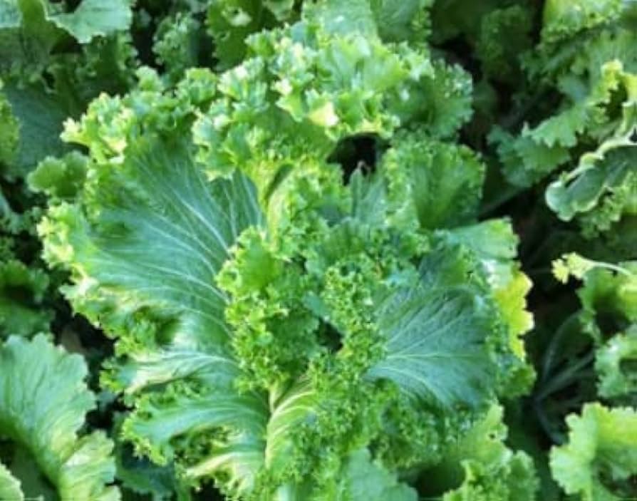 Heirloom Mustard Vegetable Seeds for Planting