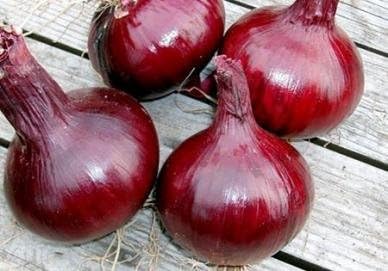Red Long Tropea Onion Seeds for Sweet, Red Onions
