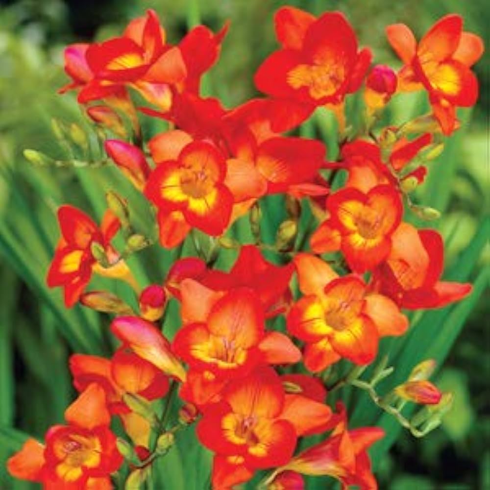 Yellow Orange Freesias Flower Seeds Planting