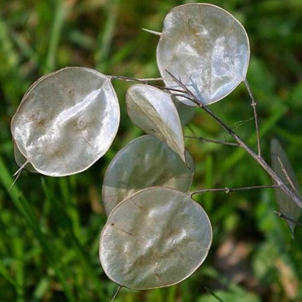 Mix Honesty Lunaria Biennis Seeds for Planting - Ideal for Flower Bed & Wildflower Garden