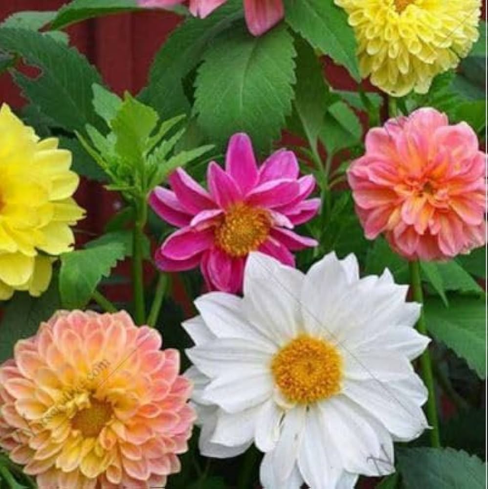Multi-Color Dahlia Flower Seeds for Planting Mixed