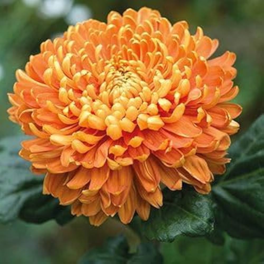 Light Orange Chrysanthemum Flower seeds for Planting - Sun Loving, Heirloom & GMO Free Seeds for Home Garden