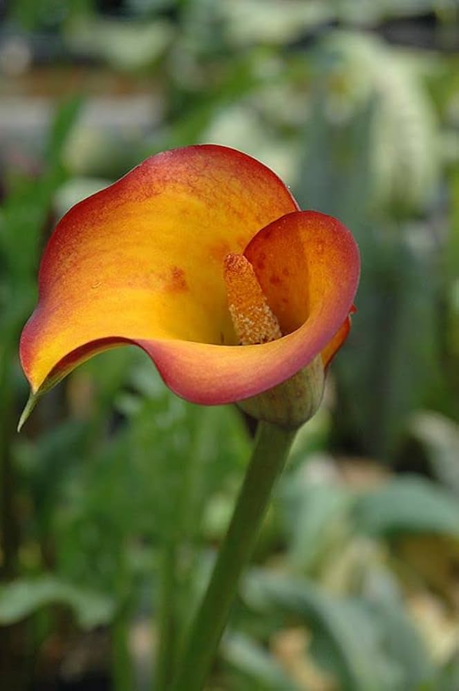 Calla Lily Seeds Zantedeschia for Planting in Flower Bed & Garden