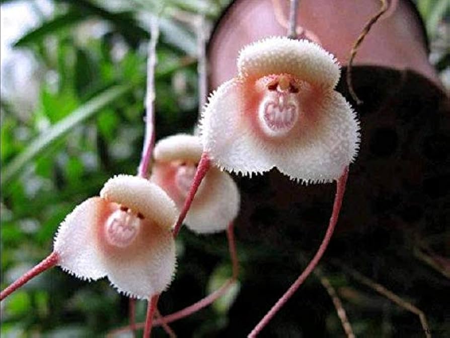Monkey Face Orchid Psychopsis spp. for planting in orchid garden