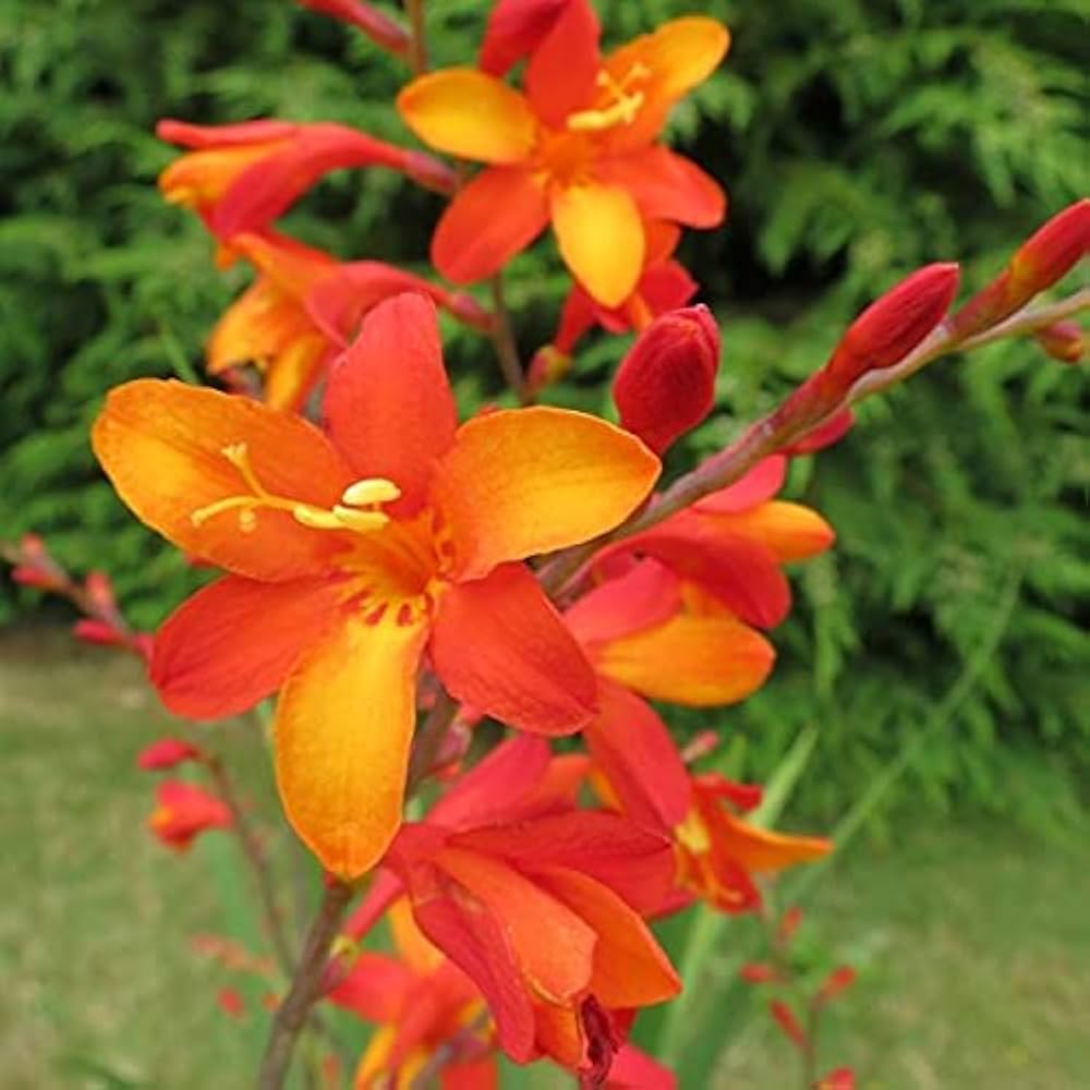 Bressingham Flower seeds for Planting - Hardy Variety, Heirloom & GMO Free Seeds for Home Garden