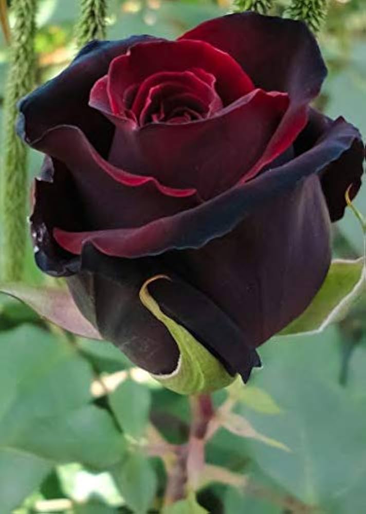 Red Baccara Flower seeds for Planting - Seasonal Bloomer, Heirloom & GMO Free Seeds for Home Garden