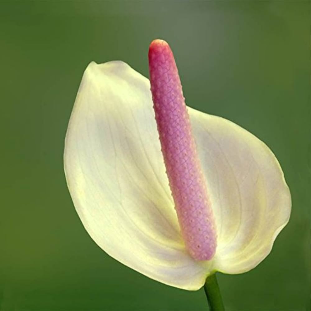 Anthurium Andraeanu Seeds for Planting home garden flower bed