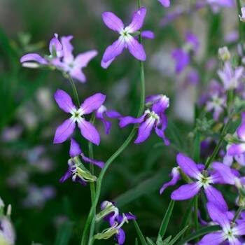 Matthiola Flower seeds for Planting - Perfect for Borders, Heirloom & GMO Free Seeds for Home Garden
 
 Sale seeds for planting in home garden