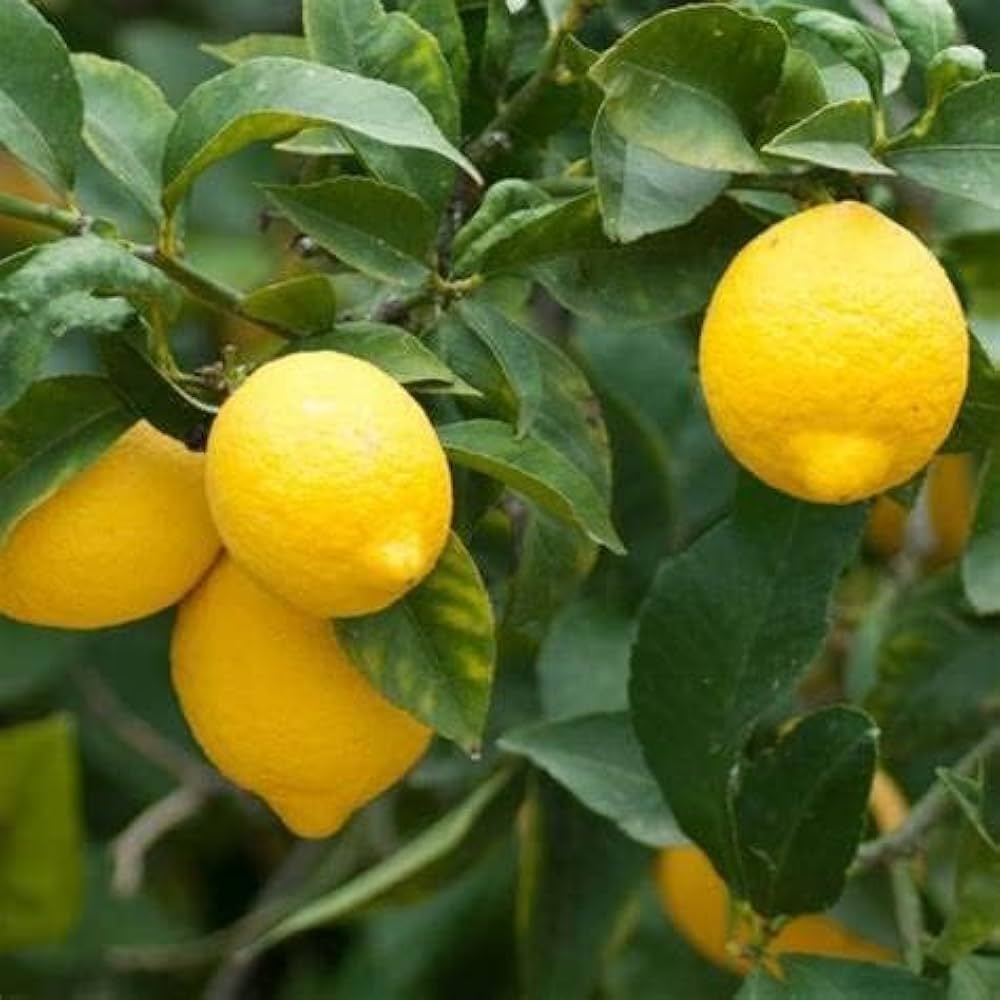 Ponderosa Lemon Tree Planting Seeds  Grow Your Own Citrus Indoors or Outdoors