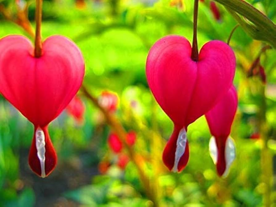 Bleeding Heart or Dicentra spectabilis Flower seeds for Planting - Perfect for Borders, Heirloom & GMO Free Seeds for Ho
