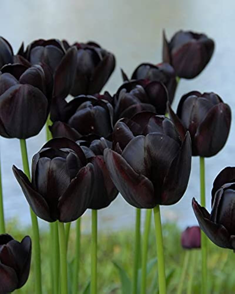 Black Tulip Flower seeds for Planting - Cottage Garden Essential, Heirloom & GMO Free Seeds for Home Garden