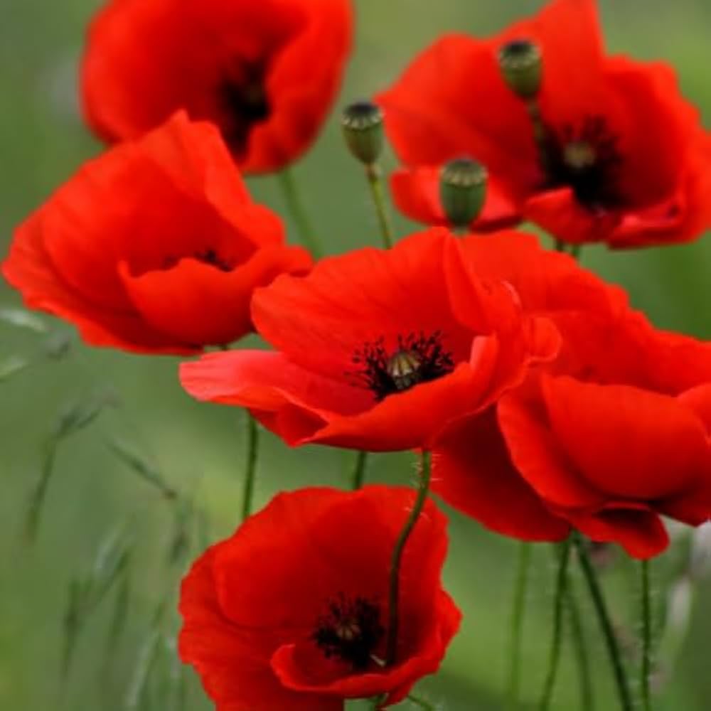 Red Poppy Papaver rhoeas Seeds for Planting